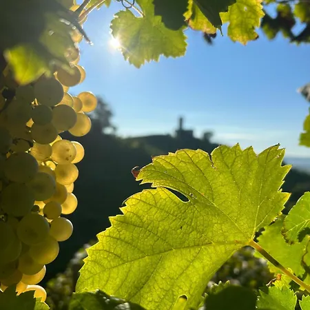 Vakantiehuis Almi House - Colline Del Prosecco